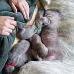 De pasgeboren pups